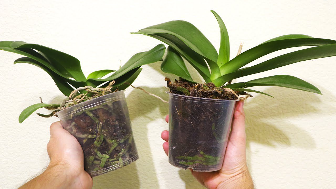 Квітникарі розповіли, як стимулювати орхідею до цвітіння Квітникарі розповіли, як стимулювати орхідею до цвітіння