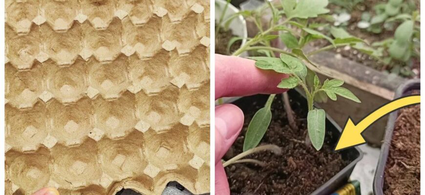 Лотки від яєць заливаю водою — і розсада міцніша за 5 днів: 3 городні трюки без витрат Лотки від яєць заливаю водою — і розсада міцніша за 5 днів: 3 городні трюки без витрат