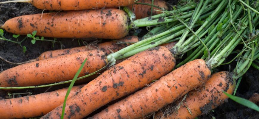 Моя морква росте рівна і солодка, як цукор: 1 трюк із землею, який змінює весь урожай на ділянці Моя морква росте рівна і солодка, як цукор: 1 трюк із землею, який змінює весь урожай на ділянці