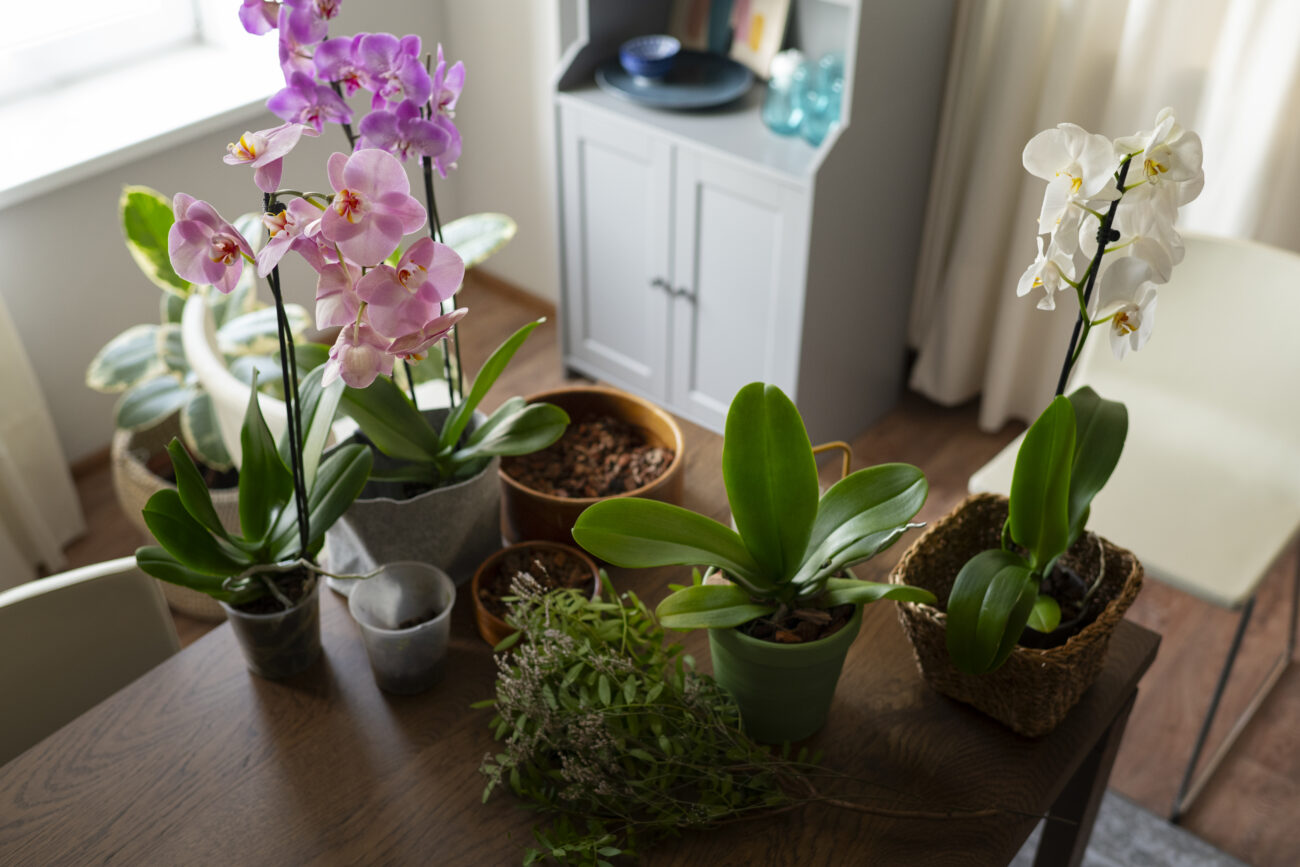 Господині розповіли, як зробити добриво з цибулевого лушпиння