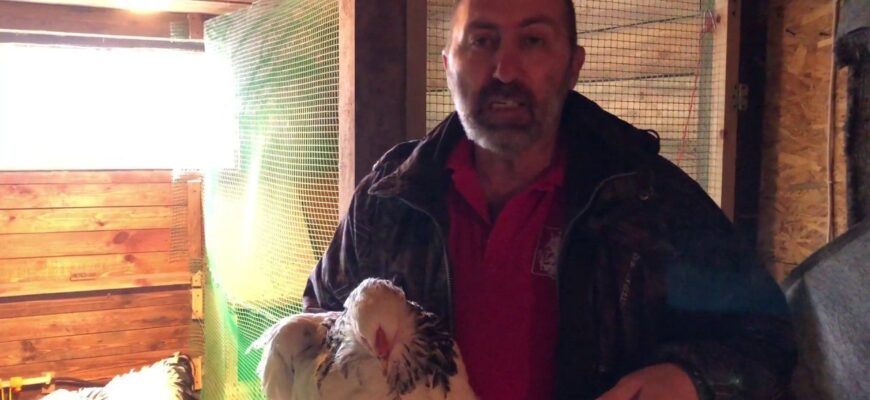 Кури перестали клювати свої яйця: поклала в гніздо по 1 тенісному м’ячику – тепер “врожай” лоточками Кури перестали клювати свої яйця: поклала в гніздо по 1 тенісному м’ячику – тепер “врожай” лоточками