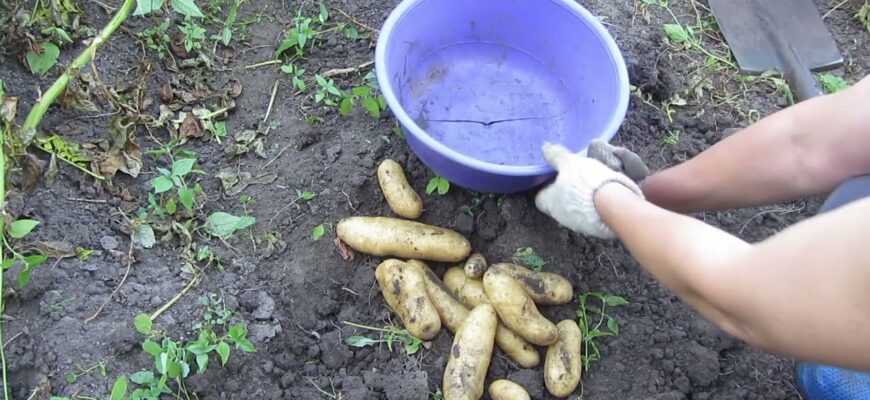 Дієва посадка картоплі “навпаки” з Польщі дає врожай у 100 разів вищий – сусіди випитуватимуть цей секрет Дієва посадка картоплі “навпаки” з Польщі дає врожай у 100 разів вищий – сусіди випитуватимуть цей секрет