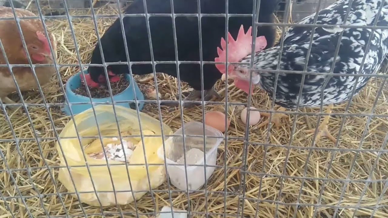 Господарі розповіли, як легко та швидко відучити курей розкльовувати яйця