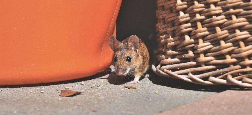 Миші “очуміють” і повилітають як ошпарені: народний метод працює безвідмовно – відлякувач гризунів Миші “очуміють” і повилітають як ошпарені: народний метод працює безвідмовно – відлякувач гризунів