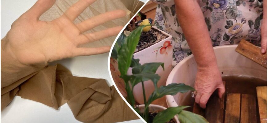 Кума-садівниця підказала, як створити систему автополиву рослин за допомогою колготок – трюк на 10 з 10 Кума-садівниця підказала, як створити систему автополиву рослин за допомогою колготок – трюк на 10 з 10