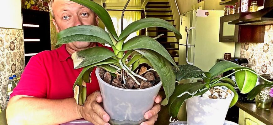 Розчиняю 10 г у воді – і орхідея нарощує гігантське коріння: горщик аж тріскається від його потужної сили Розчиняю 10 г у воді – і орхідея нарощує гігантське коріння: горщик аж тріскається від його потужної сили