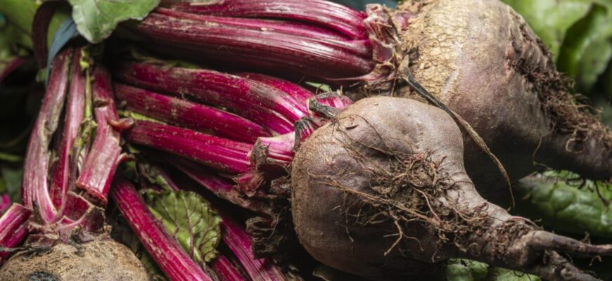 Не кислі й не водянисті: 3 сорти буряків, які у 2026 році дадуть стабільно солодкий урожай Не кислі й не водянисті: 3 сорти буряків, які у 2026 році дадуть стабільно солодкий урожай
