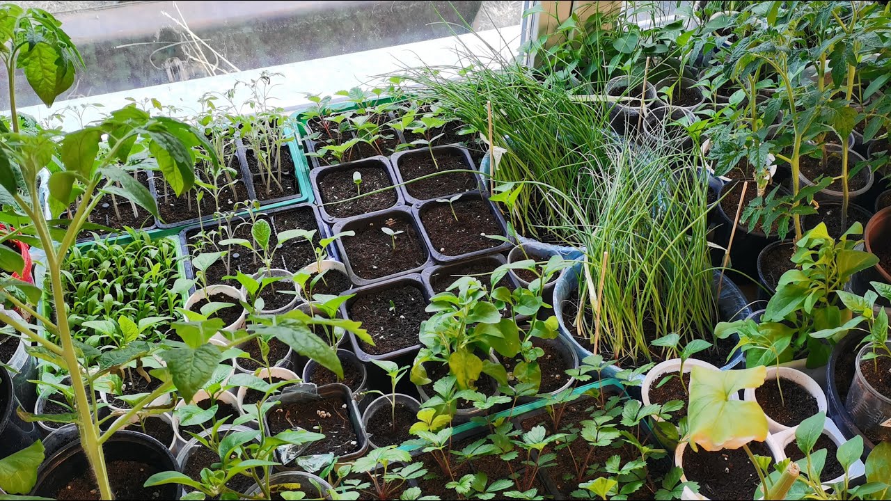 Городники пояснили, яку дрібницю в догляді змінити, аби розсада росла, але не витягувалась