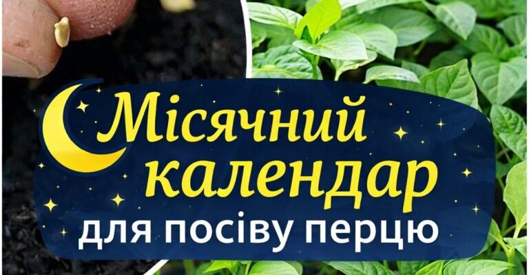 Розсада перцю у 2026 році: сприятливі дні для nосадки за місячним календарем Розсада перцю у 2026 році: сприятливі дні для nосадки за місячним календарем