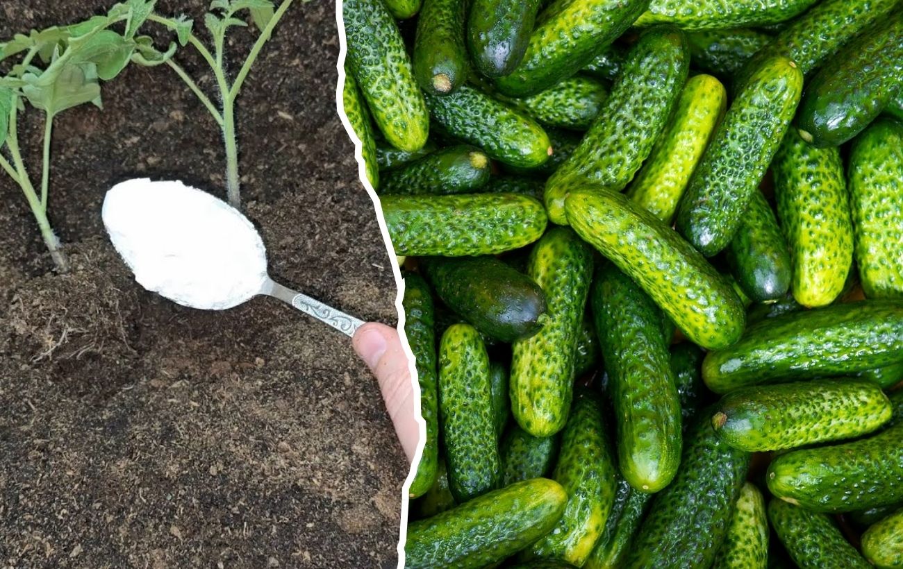 Городники розповіли, коли краще висівати огірки на розсаду