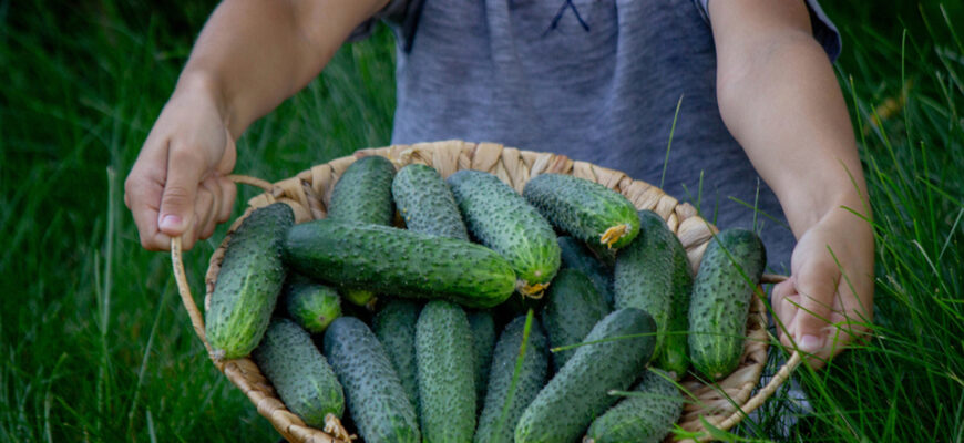 Залишаються хрумкими навіть через рік: ці 3 сорти огірків ідеальні для консервації Залишаються хрумкими навіть через рік: ці 3 сорти огірків ідеальні для консервації