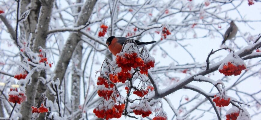 Де поділися снігурі: чому в Україні їх майже не залишилося Де поділися снігурі: чому в Україні їх майже не залишилося