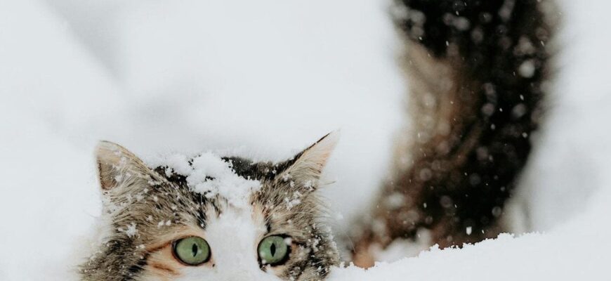 День ангела 1 лютого: кого та як вітати з іменинами День ангела 1 лютого: кого та як вітати з іменинами