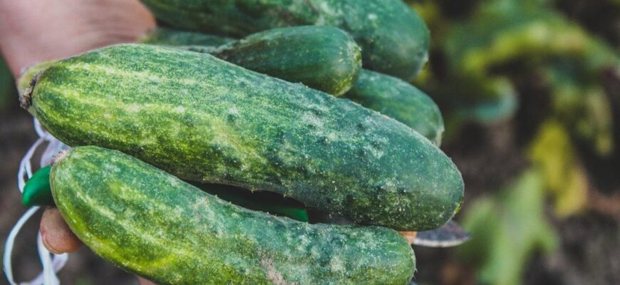 Ідеальний день для висівання розсади огірків: проста формула, щоб овочі дали рекордний урожай Ідеальний день для висівання розсади огірків: проста формула, щоб овочі дали рекордний урожай