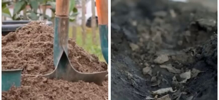 Ніякого гною: ось як без клопоту отримати чорнозем за 1 сезон – навіть якщо на грядці була глина Ніякого гною: ось як без клопоту отримати чорнозем за 1 сезон – навіть якщо на грядці була глина