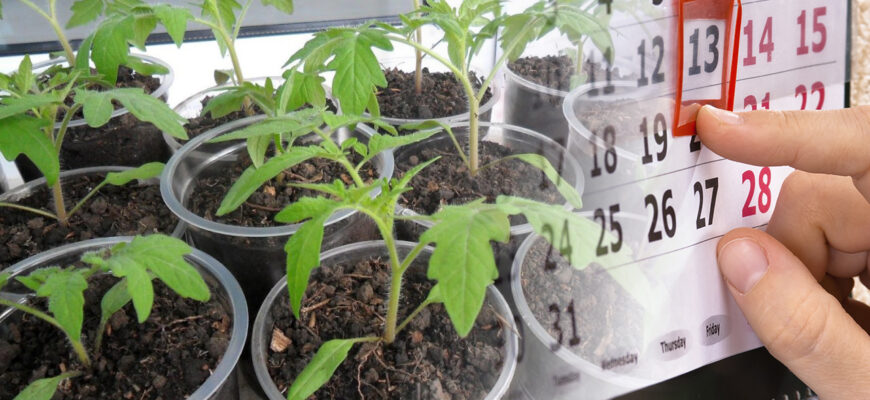 Посівний календар розсади помідорів на 2026 рік. Городникам варто знати Посівний календар розсади помідорів на 2026 рік. Городникам варто знати