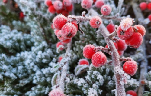 Коли морози в Україні підуть на спад: синоптикиня назвала точну дату Коли морози в Україні підуть на спад: синоптикиня назвала точну дату