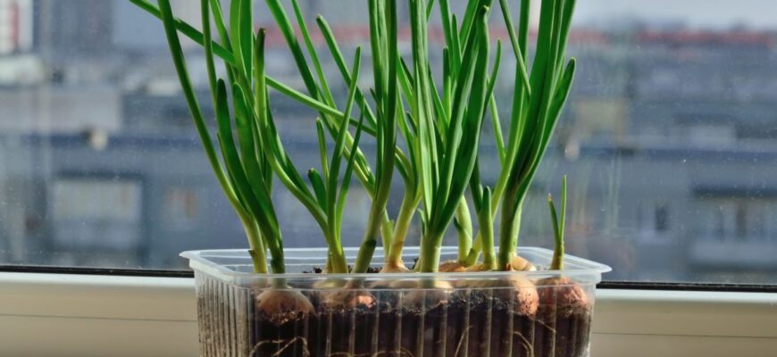 Коли садити цибулю на розсаду 2026 року: сприятливі дні Коли садити цибулю на розсаду 2026 року: сприятливі дні