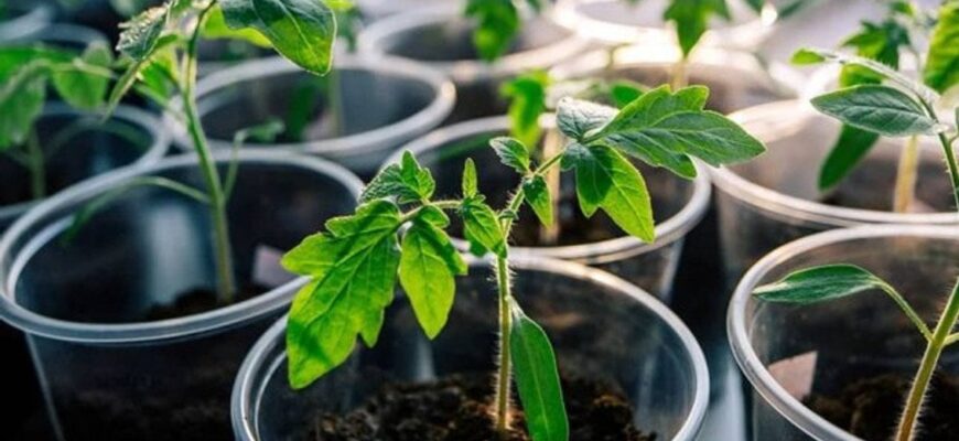 Коли сіяти томати на розсаду: як правильно розрахувати термін Коли сіяти томати на розсаду: як правильно розрахувати термін