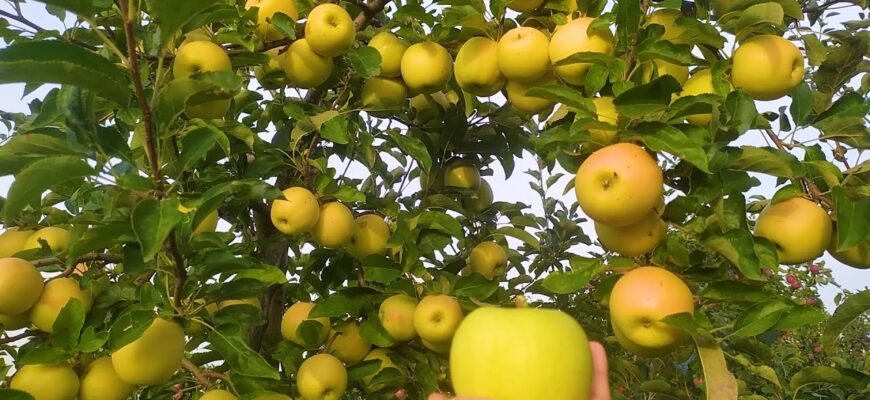 Українські вчені визначили 3 найстійкіші до заморозків сорти яблунь: в 2026-му садіть лише їх! Українські вчені визначили 3 найстійкіші до заморозків сорти яблунь: в 2026-му садіть лише їх!