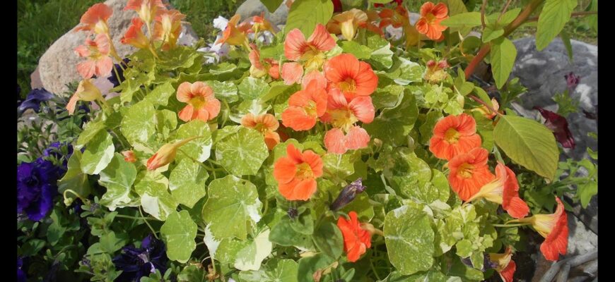 Кавуни та дині виростуть розміром з баскетбольний м’яч: просто посадіть поруч ось це Кавуни та дині виростуть розміром з баскетбольний м’яч: просто посадіть поруч ось це