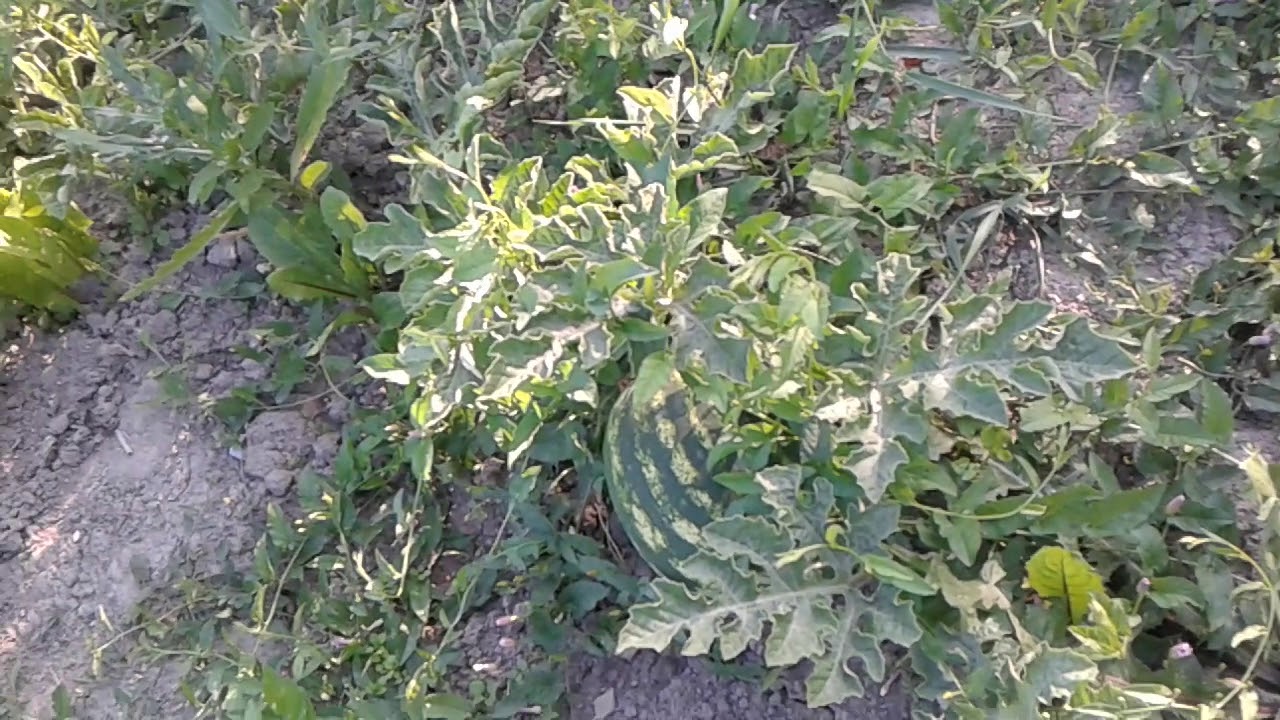 Агрономи розповіли, які рослини посадити поруч із кавунами і динями