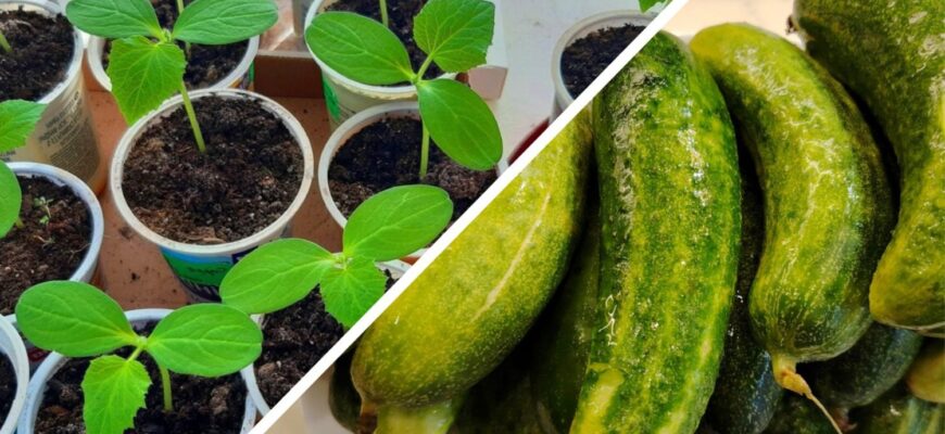 Купую тільки ці 4 кращі сорти огірків для відкритого ґрунту: розсада росте без проблем, а врожай по 12 кг Купую тільки ці 4 кращі сорти огірків для відкритого ґрунту: розсада росте без проблем, а врожай по 12 кг