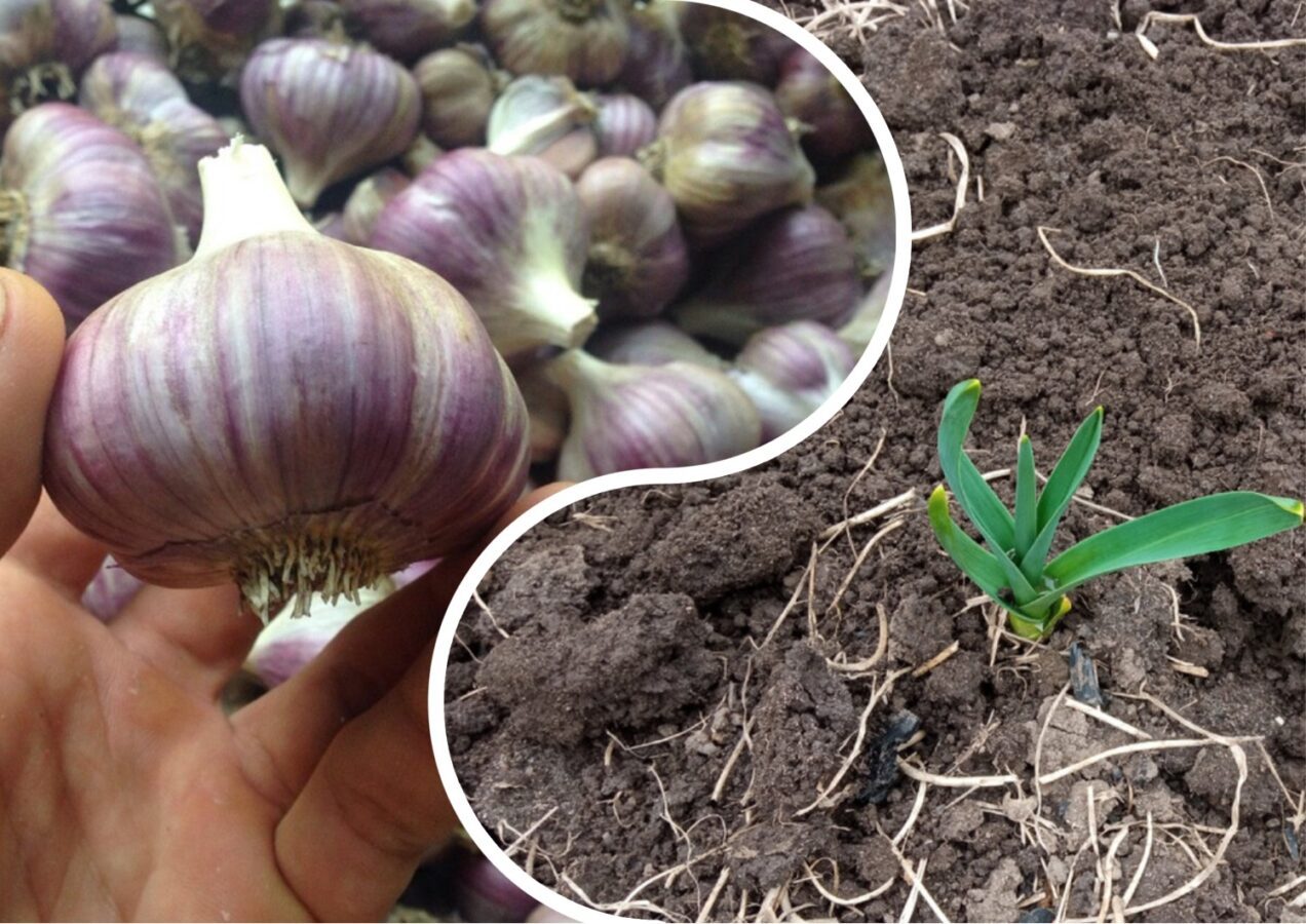 Городники розповіли, через скільки днів після висадки проростає часник
