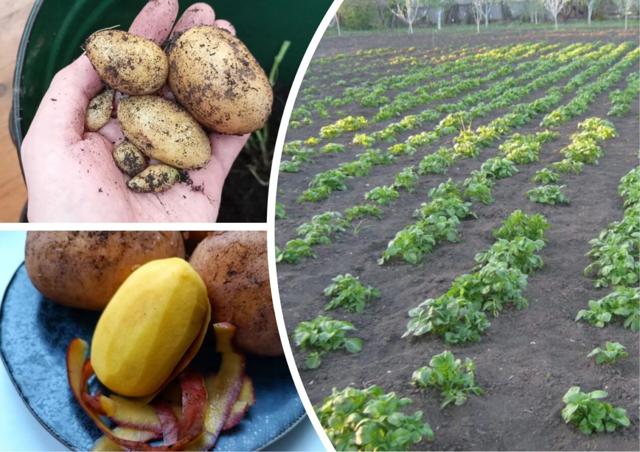 Городники розповіли, який сорт картоплі кращий за Белларозу
