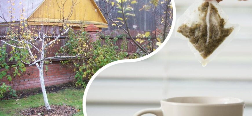 Старі чайні пакетики не викидаю: у горщиках із квітами вони приносять більше користі — 1 спосіб використання Старі чайні пакетики не викидаю: у горщиках із квітами вони приносять більше користі — 1 спосіб використання