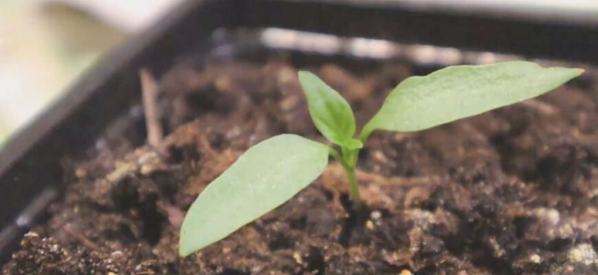 1 штука на літр води – розсада пре як на дріжджах: ось як мій дід отримує рекордні врожаї 1 штука на літр води – розсада пре як на дріжджах: ось як мій дід отримує рекордні врожаї