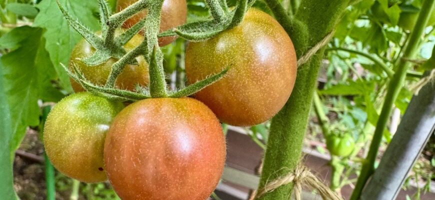 Не садіть ці рослини поруч з помідорами: які сусіди знищать її урожай Не садіть ці рослини поруч з помідорами: які сусіди знищать її урожай