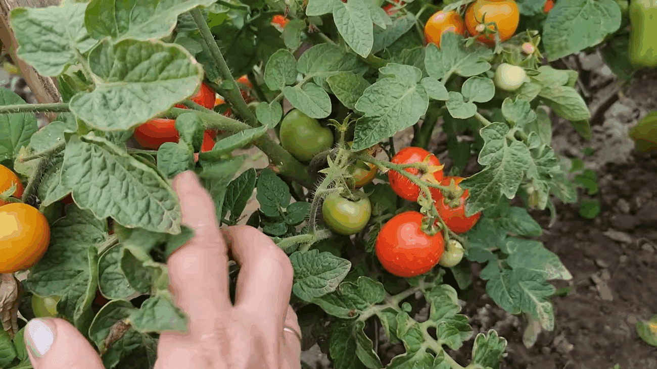 Городники розповіли, після яких культур не можна садити картоплю Городники розповіли, після яких культур не можна садити картоплю