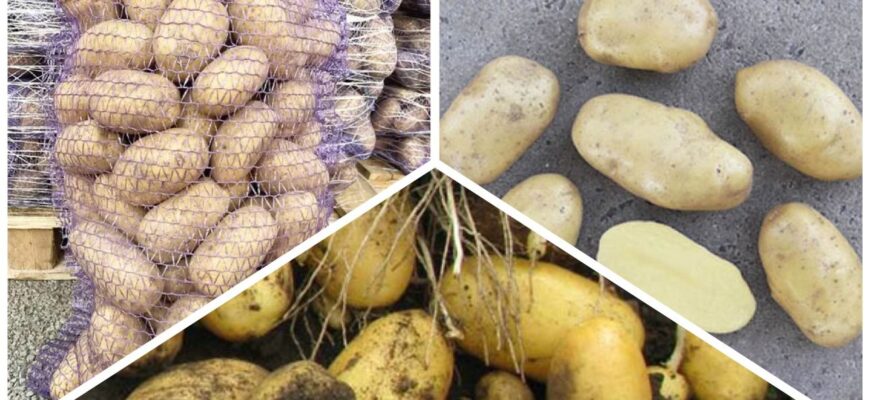 Новий беззаперечний лідер серед картоплі: 1 сорт, з яким не зрівняється навіть Беллароза та Мелоді Новий беззаперечний лідер серед картоплі: 1 сорт, з яким не зрівняється навіть Беллароза та Мелоді