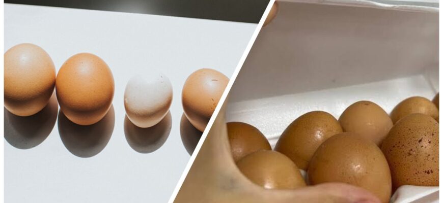 Нас дурять у супермаркетах: чому яйця категорії С1 часто кращі й свіжіші за відбірні С0 – розбір від фермера Нас дурять у супермаркетах: чому яйця категорії С1 часто кращі й свіжіші за відбірні С0 – розбір від фермера