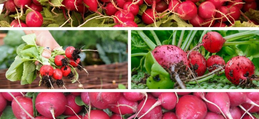 Коли сіяти редиску у 2026-му: найкращі дати – вродить великою, соковитою, солодкою Коли сіяти редиску у 2026-му: найкращі дати – вродить великою, соковитою, солодкою