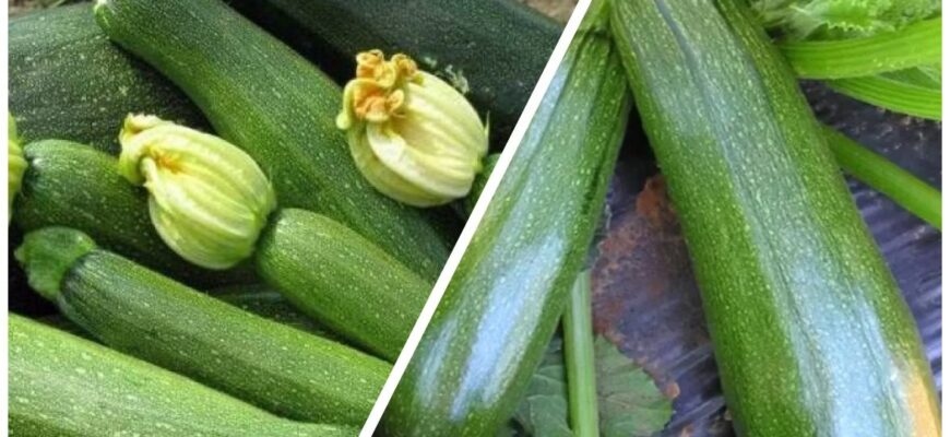 Кабачки сходять дружно і без жодних прогалин: перед посівом роблю з насінням лише 1 хитрість Кабачки сходять дружно і без жодних прогалин: перед посівом роблю з насінням лише 1 хитрість