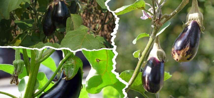 З року в рік саджаю лише їх: 3 сорти баклажанів, які обирають всі – соковитіше не знайти З року в рік саджаю лише їх: 3 сорти баклажанів, які обирають всі – соковитіше не знайти