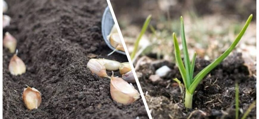 Ще рано починати хвилюватися, що він не проросте: через скільки днів після посадки часник випускає коріння Ще рано починати хвилюватися, що він не проросте: через скільки днів після посадки часник випускає коріння