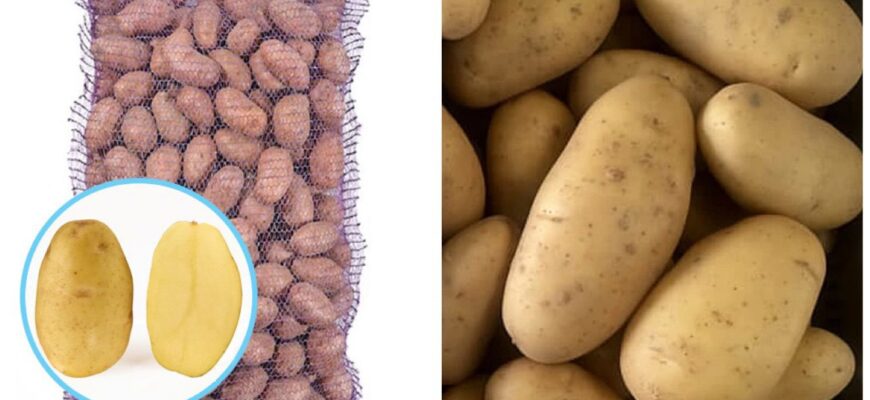 Саджаю тільки цей сорт картоплі: з однієї сотки – по 650 кг врожаю, а пюре виходить ніжне як домашні вершки Саджаю тільки цей сорт картоплі: з однієї сотки – по 650 кг врожаю, а пюре виходить ніжне як домашні вершки