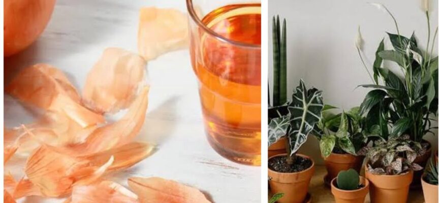 Навіщо витрачати гроші на добрива: збираю лушпиння з 5 цибулин – і мої кімнатні рослини просто пішли в ріст Навіщо витрачати гроші на добрива: збираю лушпиння з 5 цибулин – і мої кімнатні рослини просто пішли в ріст