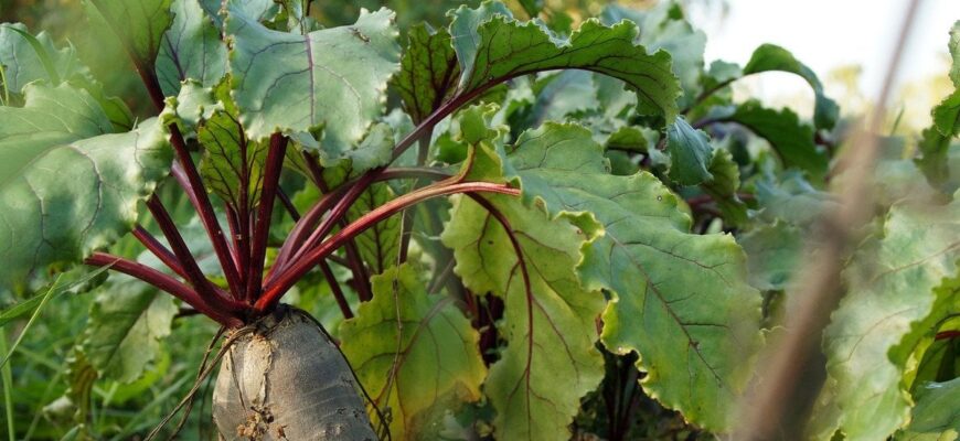 Що посадити поруч зі столовим буряком: найкращі сусіди Що посадити поруч зі столовим буряком: найкращі сусіди