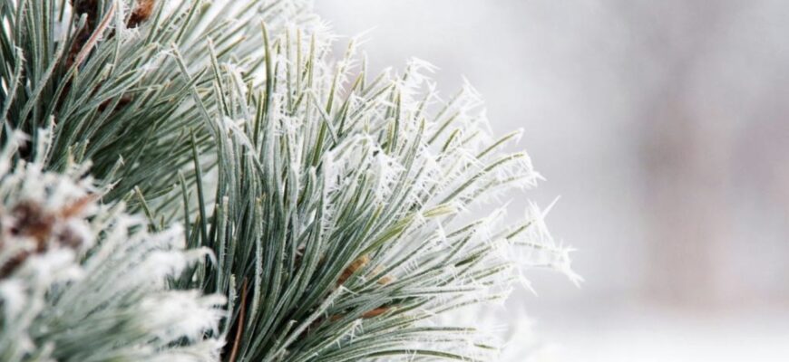 3 лютого в Україні втримаються дуже сильні морози, – синоптикиня Діденко 3 лютого в Україні втримаються дуже сильні морози, – синоптикиня Діденко