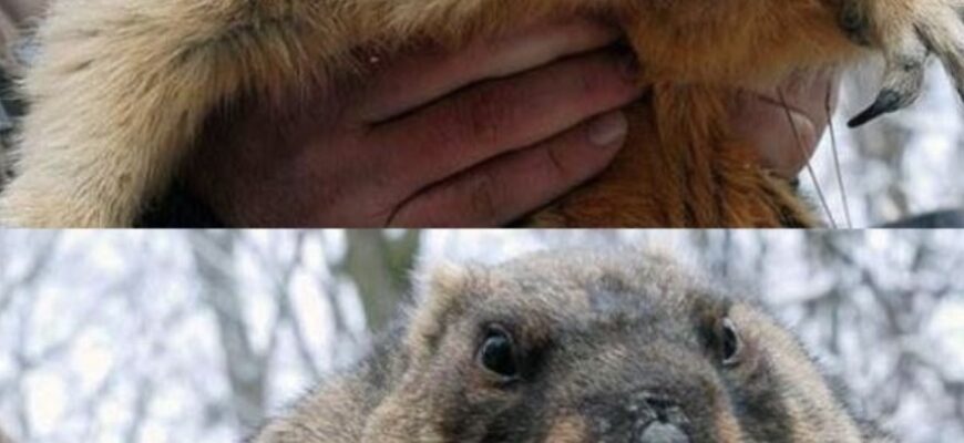 🥶 «Весни не буде?» Що насправді означає дивний прогноз бабака Тимка (Пояснення біологів) 🥶 «Весни не буде?» Що насправді означає дивний прогноз бабака Тимка (Пояснення біологів)