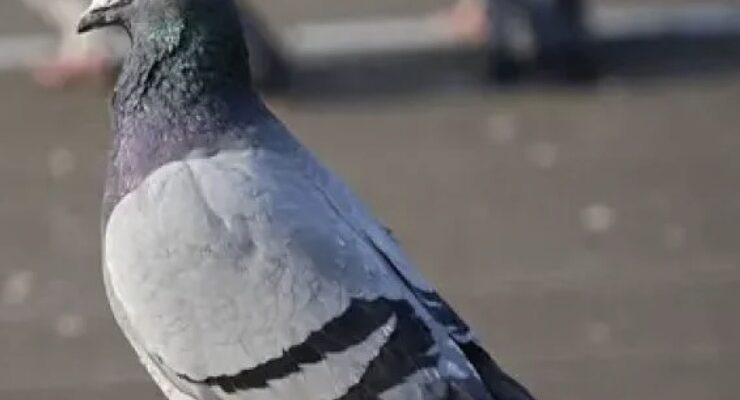 Чому ми ніколи не бачимо пташенят голубів: орнітологи розкрили справжню причину Чому ми ніколи не бачимо пташенят голубів: орнітологи розкрили справжню причину