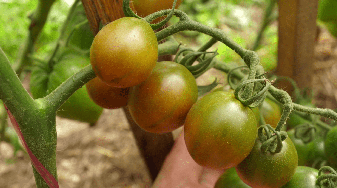 Городники назвали найкращі сорти помідорів-чері на 2026 рік
