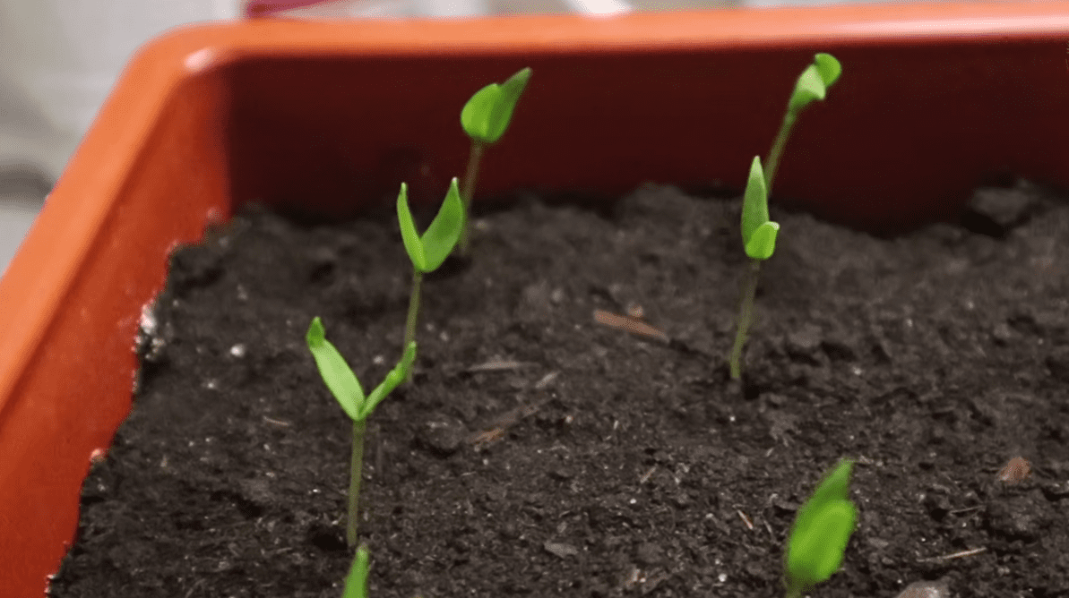Городники розповіли, як правильно сіяти перець на розсаду у лютому 2026