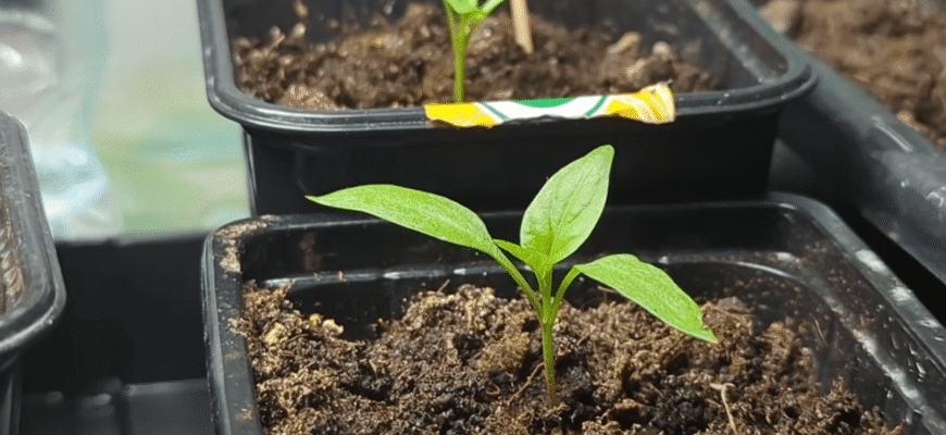 Терміни посадки були не ті: забудьте все, що ви знали раніше – ось коли треба саджати перці Терміни посадки були не ті: забудьте все, що ви знали раніше – ось коли треба саджати перці