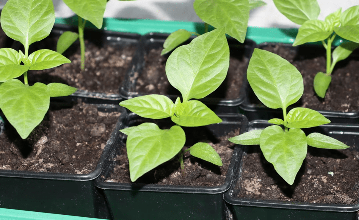 Городники розповіли, як правильно сіяти перець на розсаду у лютому 2026