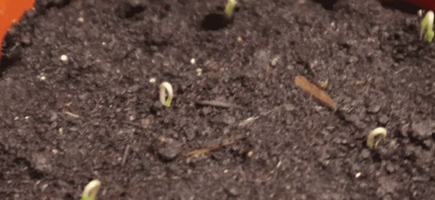 Хочете потужну, красиву розсаду та супер урожай перців та помідорів у 2026 році? Робіть так! Хочете потужну, красиву розсаду та супер урожай перців та помідорів у 2026 році? Робіть так!